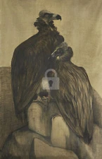 Two Arabian Vultures, Theo van Hoytema *Art Postcard*