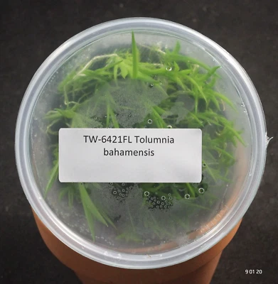 LOUISIANA ORCHID CONNECTION FLASK Tolumnia bahamensis