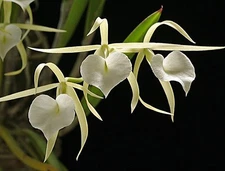 IN SPIKE / BUD ~ Brassavola Orchid ~ B. Little Stars ~ 4" Pot
