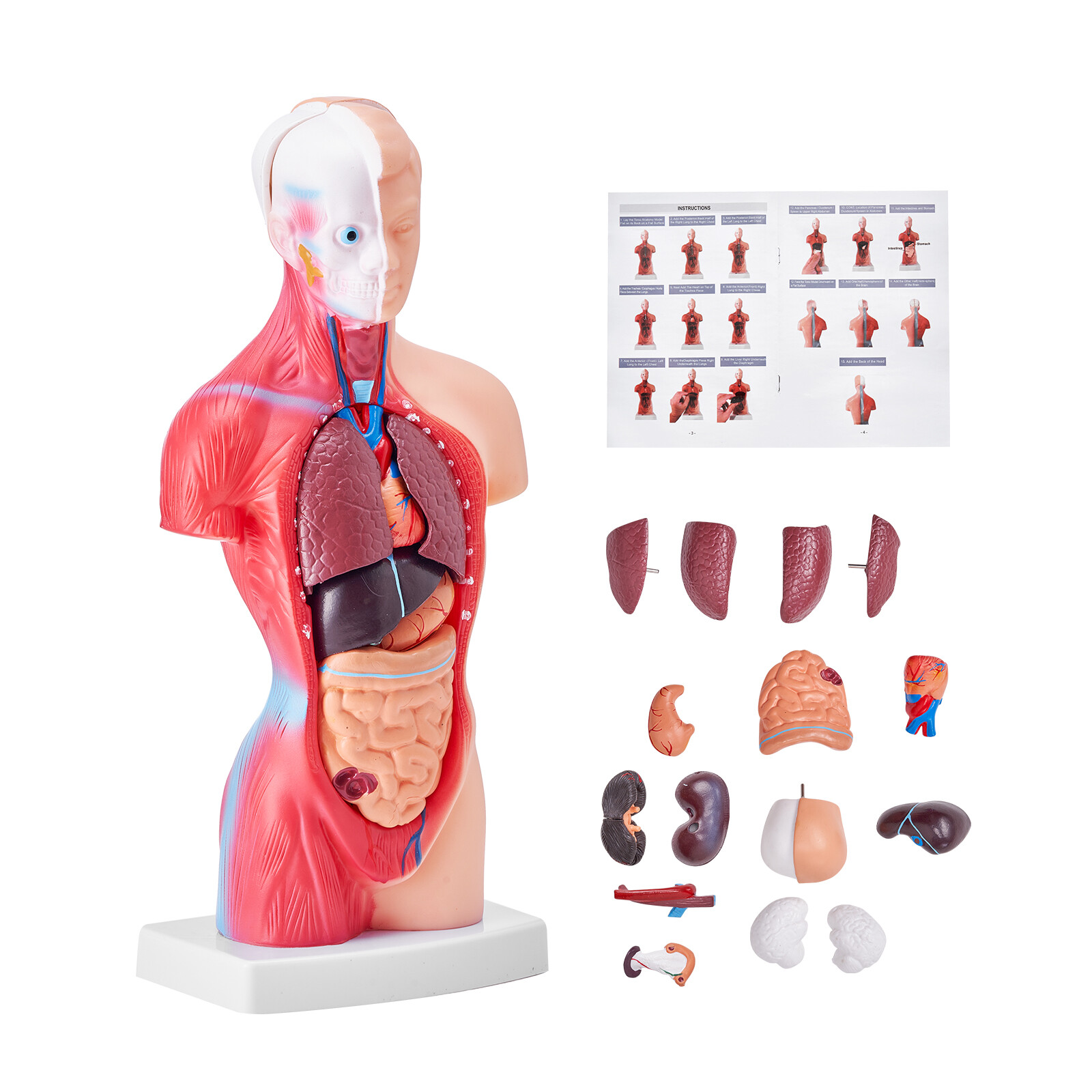 VEVOR Anatomischesm Menschliches Torso-Körpermodell, Anatomie Organ 15 Teile
