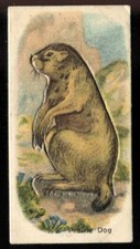 Tobacco Card, Imperial Canada, Millbank, ANIMALS, 1916, Prairie Dog, #22