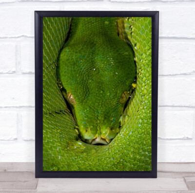 Python Schlange Reptil grüner Baum Morelia Viridis Augen Waage Wandkunst Druck