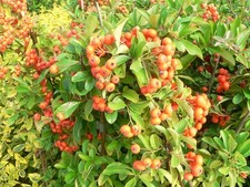 Pyracantha Orange Glow Firethorn Spiny Evergreen Hardy Shrub Multiple Sizes