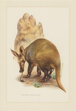 Erdferkel Orycteropus afer Farbdruck 1958