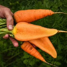 1000+ CARROT SEEDS -- CHANTENAY RED CORED ---- HEIRLOOM
