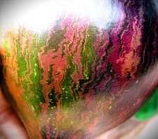 Brads Atomic Grape Tomato Seeds 