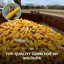 Corn on the Cob Squirrel, Bird, Rabbit, Feed 18 lb  just harvested
