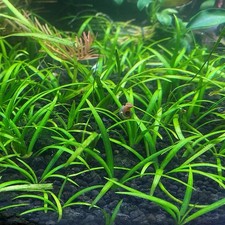 Dwarf Sagittaria Dwar Sag - Easy Carpeting Aquarium Plant - Live Freshwater