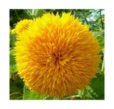 Dwarf Sunflower Seeds for Planting - Grow Teddy Bear Sun Flowers in Your Gard...