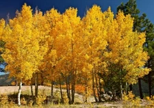 10 Quaking Aspen Tree Seeds