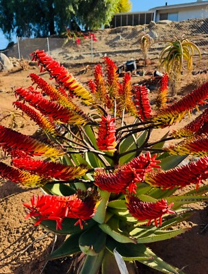 Aloe Marlothii (Red & White bicolor) Form- Rare Aloes-succulents-plants |  eBay