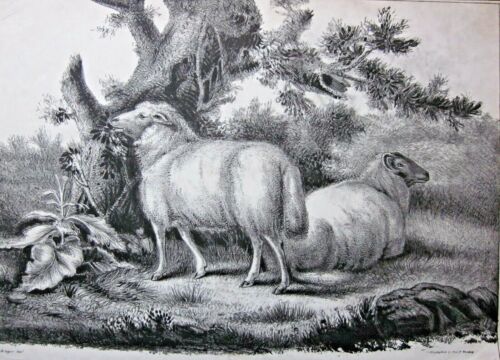 c1825 Litografia pecora Rogers after Morland decano & animale monday stampa antica - Foto 2 di 10