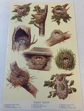 1923 book leaf print ~ BIRDS NESTS