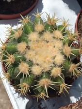 Echinocactus Grusonii Brevispinus Plante Suculente Racine Pot 8,5 Cm