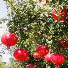 2" POT V SWEET WONDERFUL POMEGRANATE TREE BEST GIFT LIVE PLANT FRESH GUARANTEED