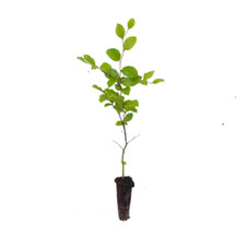 12 Beech trees (Fagus sylvatica)  Native British cell grown