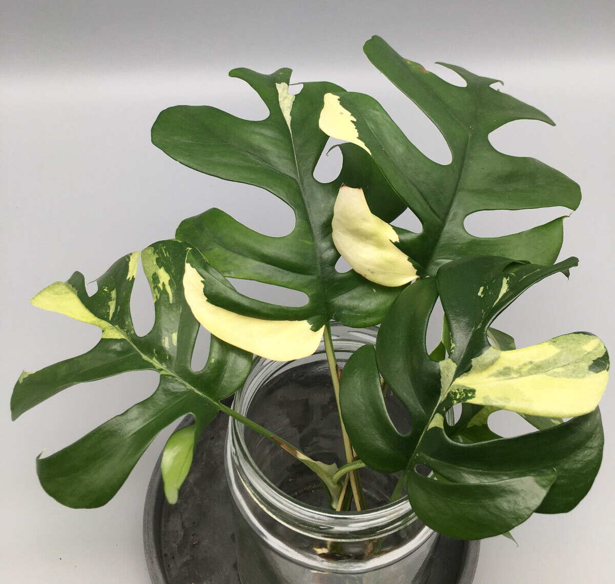 Monstera Minima Variegata Stecklinge mit weniger Wei / Raphidophora  Tetrasperma | eBay.de