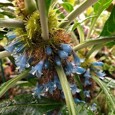 Anthorrhiza caerulea F1-seed grown, giant, blue flowered ant plant from Papua NG