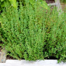 True Winter Thyme Seeds - For 2026 Planting Thymus Vulgaris Perennial Common