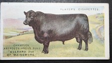 ABERDEEN ANGUS BULL   Vintage 1915 Illustrated Cattle Card  AF31MS