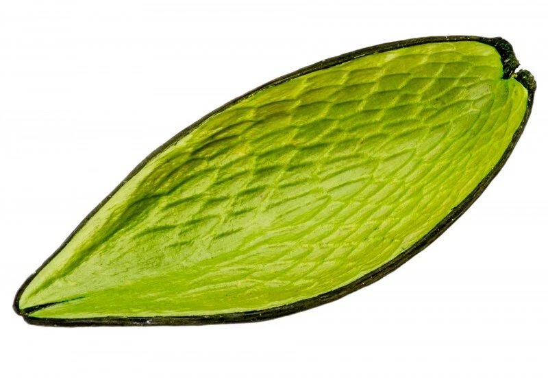 NaDeco® Canoinha apfelgrün | Dauschote | Funtumia Frucht | Exotische Dekoration