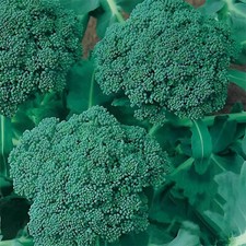 300 Waltham 29 Broccoli Seeds, NON-GMO, Easy to Grow, High Yields, FREE SHIPPING