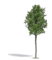 Busch 3797 Waldlinde 170 Mm Sommer Ho/Tt Neu