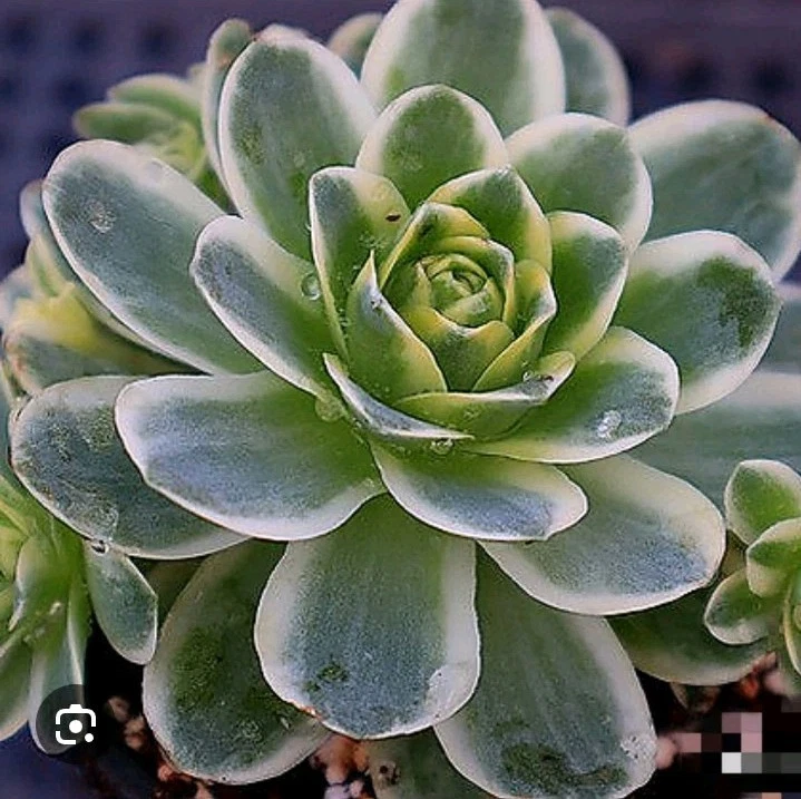 Greenovia Diplocycla f. Variegata nice Succulent plant
Opens in a new window or tab