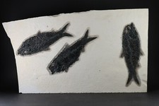 Fossil Fish Superb Dark 3 Knightia Green River Formation Wyoming WY COA 10669