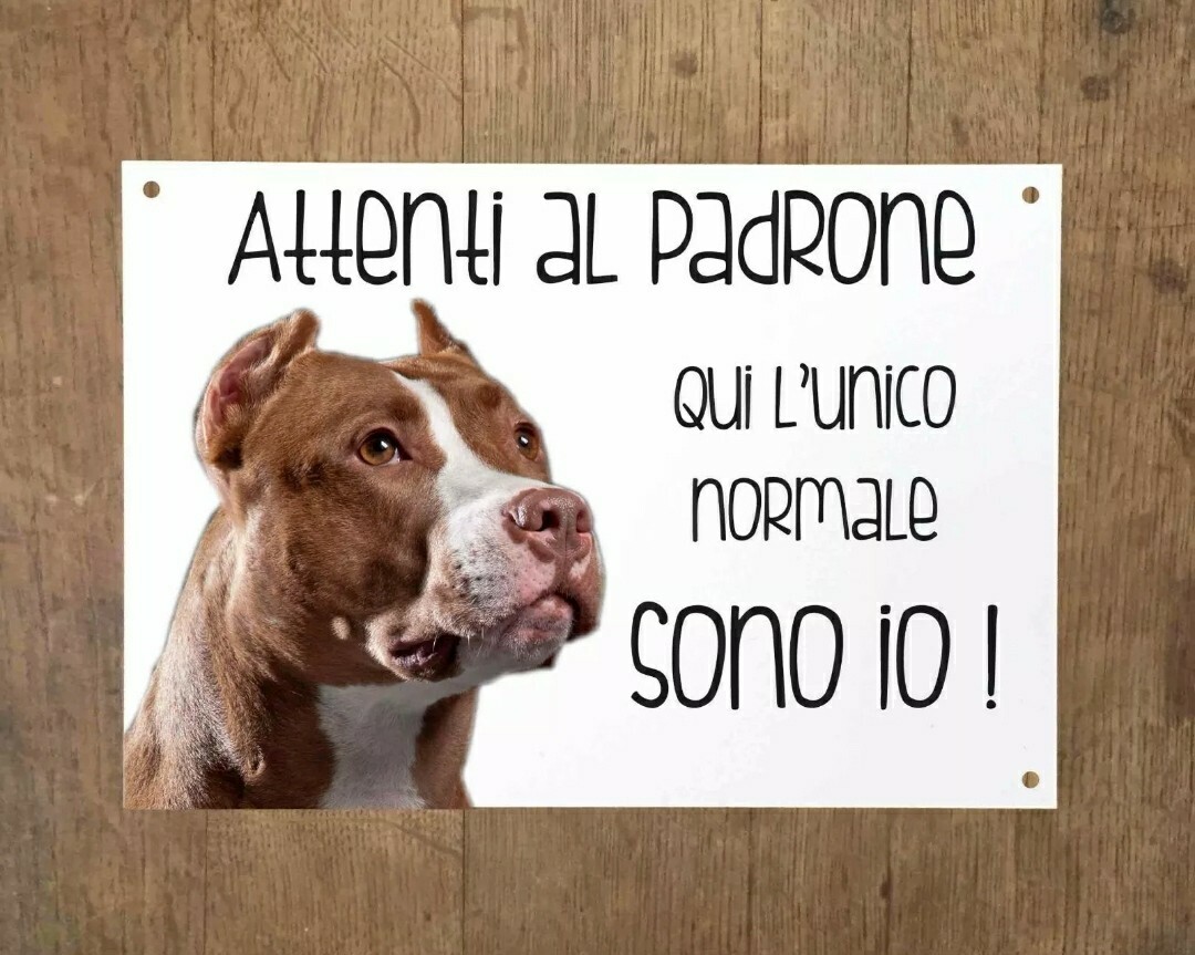 Cartello Umoristico Per Casa Con Cane Maltese – "Attenti Al Padrone, Qui L'unico Normale Sono Io" – Pannello Forex 5mm, 20x31 Cm