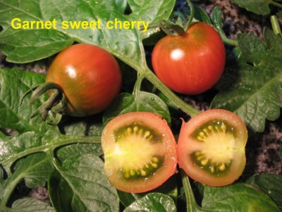 künstliche zitronensaft Zitrone Fruchtsirup – The Inspire Food Company main image 1