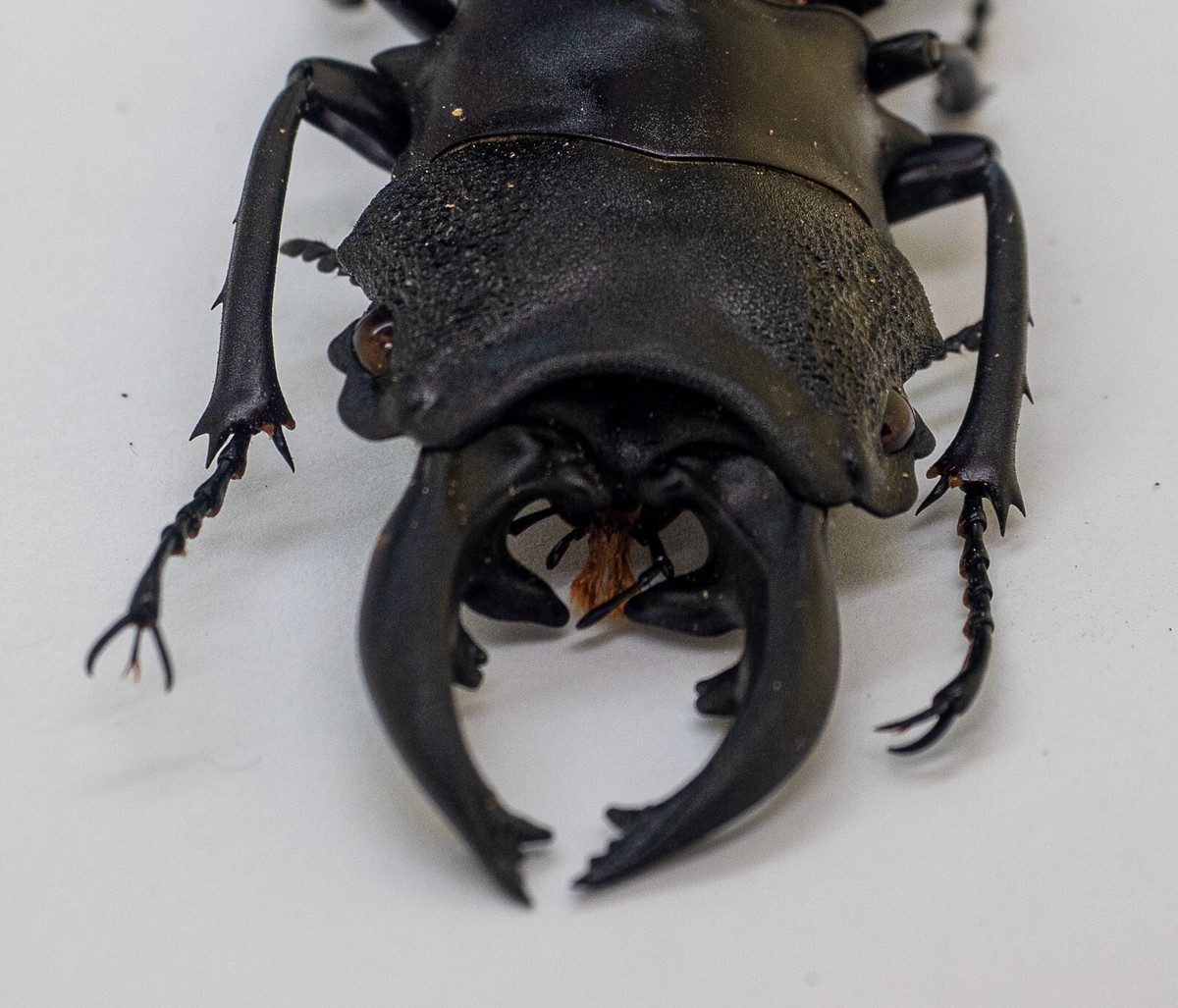 Lucanidae - Stag Beetle - Odontolabis ludekingi (m) 70mm