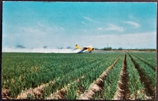 Airplane: Crop Duster Spraying Insecticide, South Texas, TX. Pre-1963.