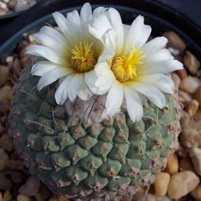 Strombocactus disciformis @J@ rare cactus seed 30 SEEDS