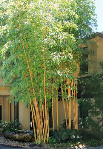 Bambusa Asian Lemon Clumping Bamboo - 1 Value Priced Division / Rhizome / Plant