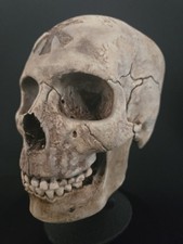Réplica de calavera de caballeros templarios - tamaño real - con soporte - mandíbula extraíble