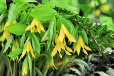 Bellwort Seeds for Planting (10 Seeds) - Uvularia grandiflora - Weeping Bell Sha