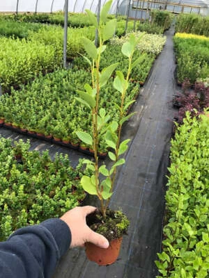 MARTIN'S NURSERY 10 Griselinia Hedging Plants - New Zealand Laurel - apx 35-50cm Tall in Pots