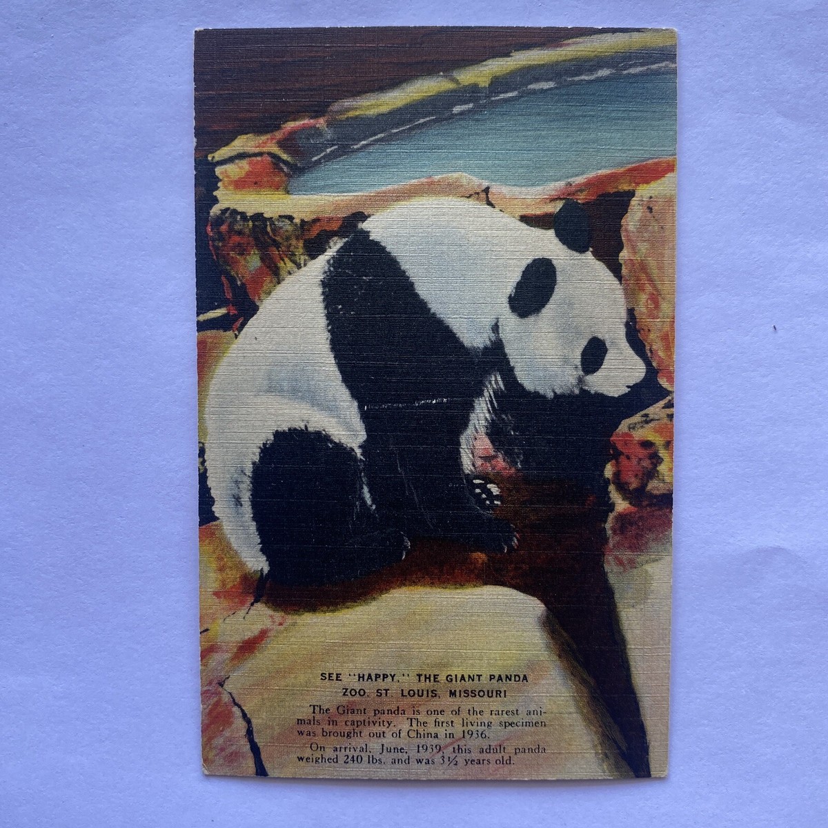 See Happy The Giant Panda Zoo St Louis MO 1944 Posted Postcard | eBay
