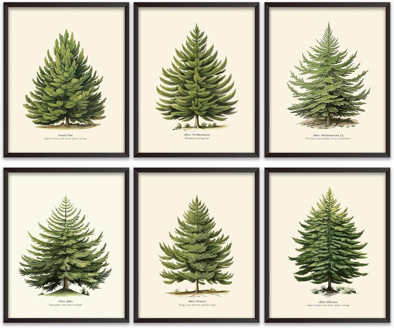 6 Winter Decor Pine Tree Prints, Vintage Christmas Tree, Vintage Botanical Fir C