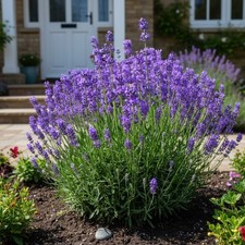 1000 Lavender Seeds   Hardy Purple Blooms for Fragrant Garden Borders