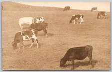 RPPC 1929 Cows Grazing Pasture Rural Landscape Ag ANTIQUE Postcard 10103