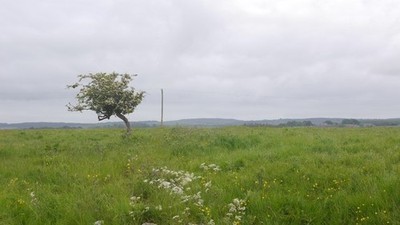 Photo 6x4 Thorn tree Fenwick/NU0640 A lone thorn at Fenham Mill. c2016
