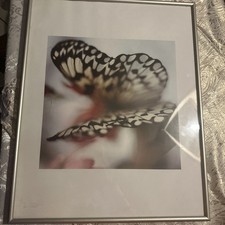 Wandbild  50 x 40 cm Schmetterling Bild Natur Groß XL Kunststoff hinter Glas