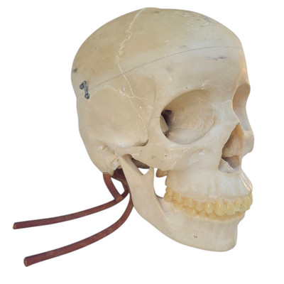 Vintage Skull Medical Plastics Laboratory Lab Anatomical Model Life