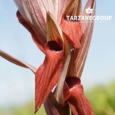 SERAPIAS VOMERACEA "LONG-LIPPED TONGUE ORCHID EUROPEAN TERRESTRIAL ORCHID POTTED