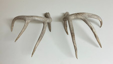Whitetail Deer Shed Antlers Lot 2 Natural USA Real Bone Rustic Dog Chew Cabin 