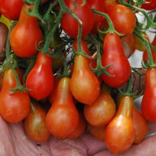 12 RED TOMATO PEARDROPS Seeds TRAILING Cascade For Hanging Baskets Grow Your Own