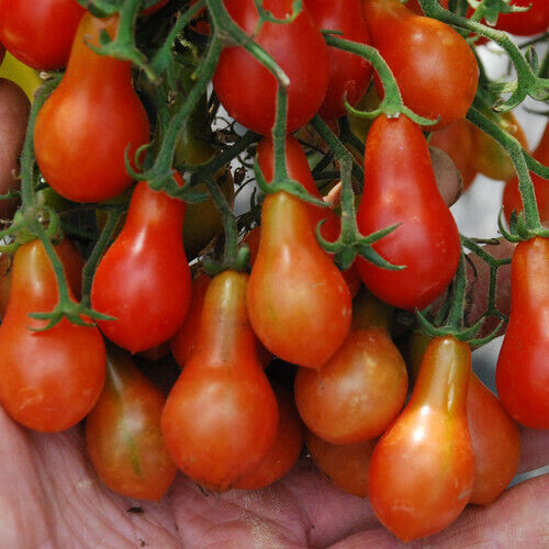 12 RED TOMATO PEARDROPS Seeds TRAILING Cascade For Hanging Baskets Grow Your Own - 第 1/1 張圖片