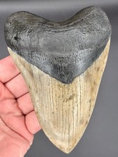 Megalodon Shark Tooth 5.52 Fossil Shark Teeth